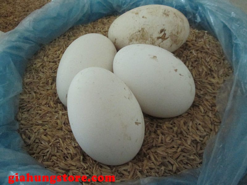 Cách luộc trứng ngỗng- Bí quyết chế biến trứng ngỗng ngon dễ làm