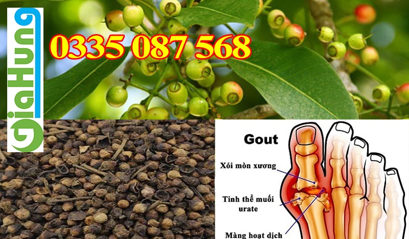 Trà vối chữa bệnh Gout