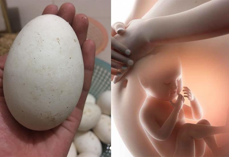 Trứng ngỗng ngon cho mẹ bầu