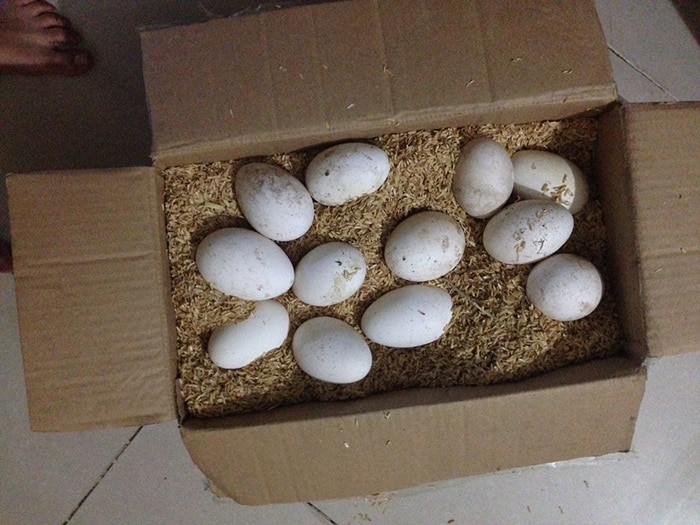 Trứng ngỗng quê Thái Bình
