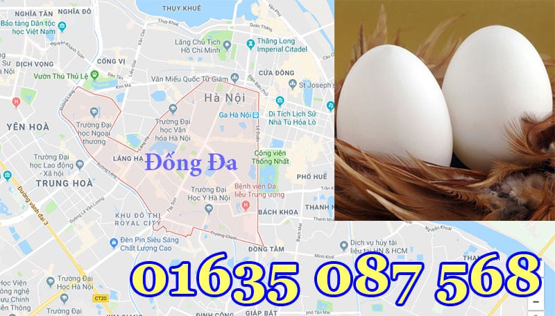 Mua trứng ngỗng nhà nuôi tại quận Đống Đa - Hà Nội