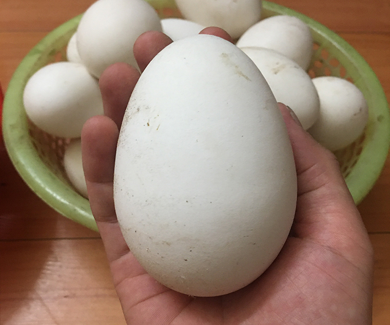 Mua trứng ngỗng nhà nuôi tại cửa hàng Gia Hưng
